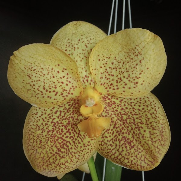 Vanda Jairak Classy 'No 79' (Pranerm Ornete x Phairot) — Vanda, Natt's Orchids