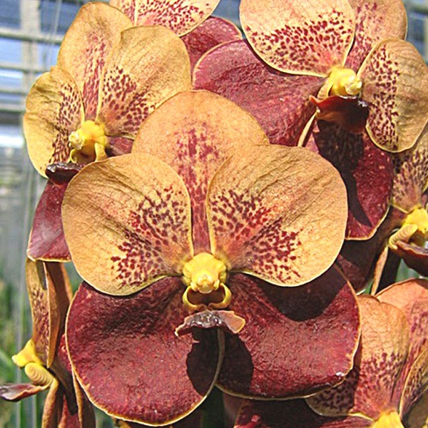 Vanda Jairak Butterfly (Jiraprapa x Raks Butterfly) — Vanda, Natt's Orchids