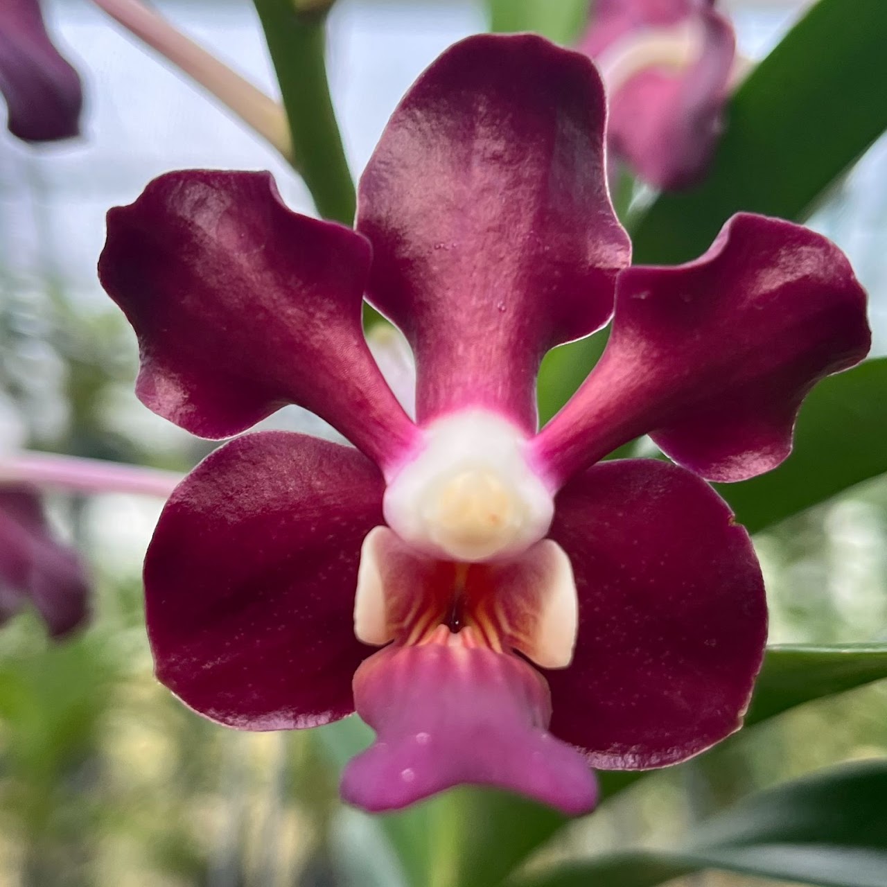 Vandachostylis Ray's Star Struck (Vandachostylis Ocean Storm x Vmerrillii) — Vanda, Natt's Orchids