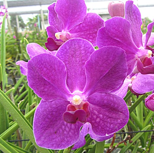 Vanda Paul and Mitchell (Hilo Rose x Princess Blue) — Vanda, Natt's Orchids
