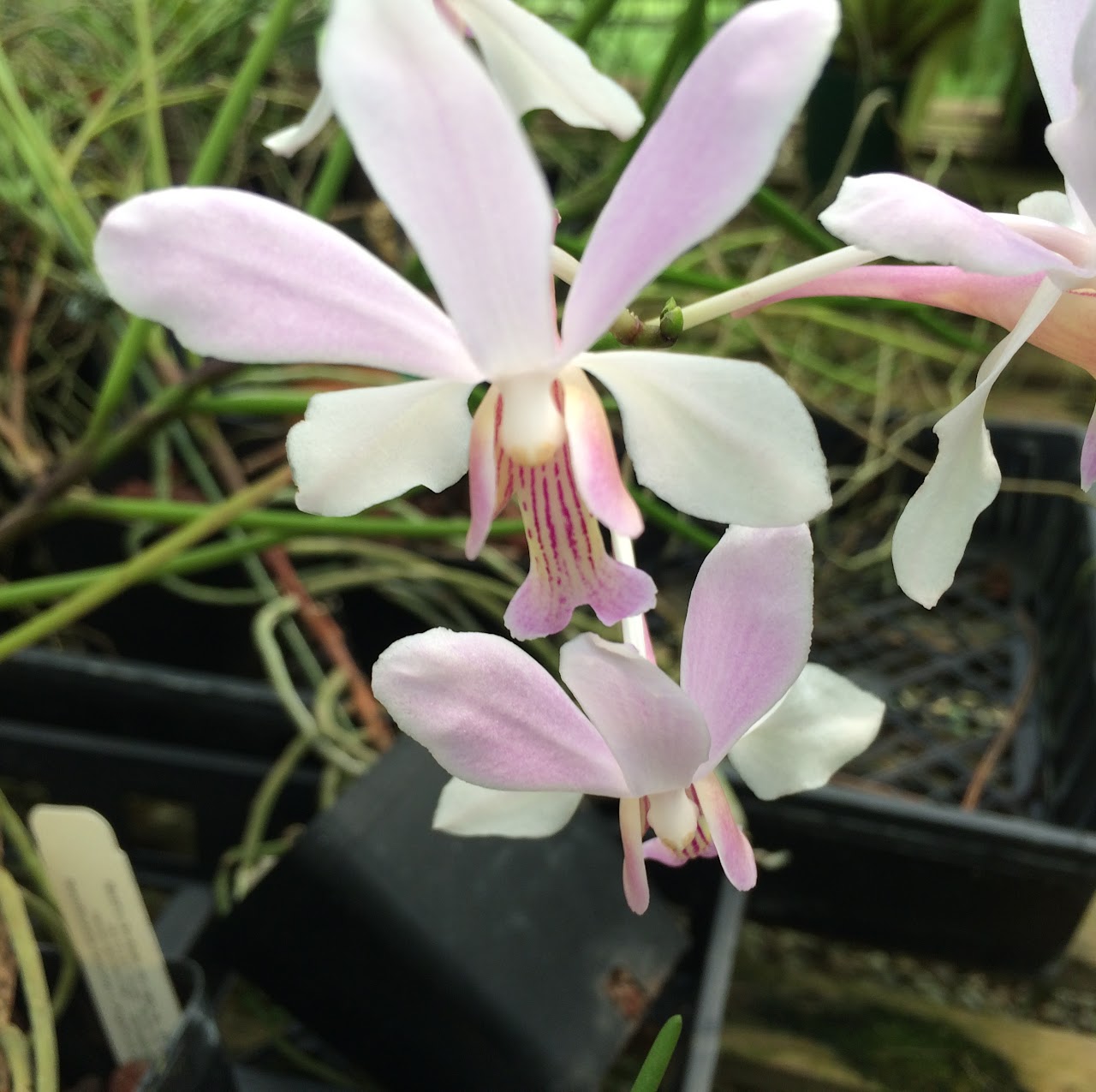 Vanda teres 'alba' — Vanda, Natt's Orchids