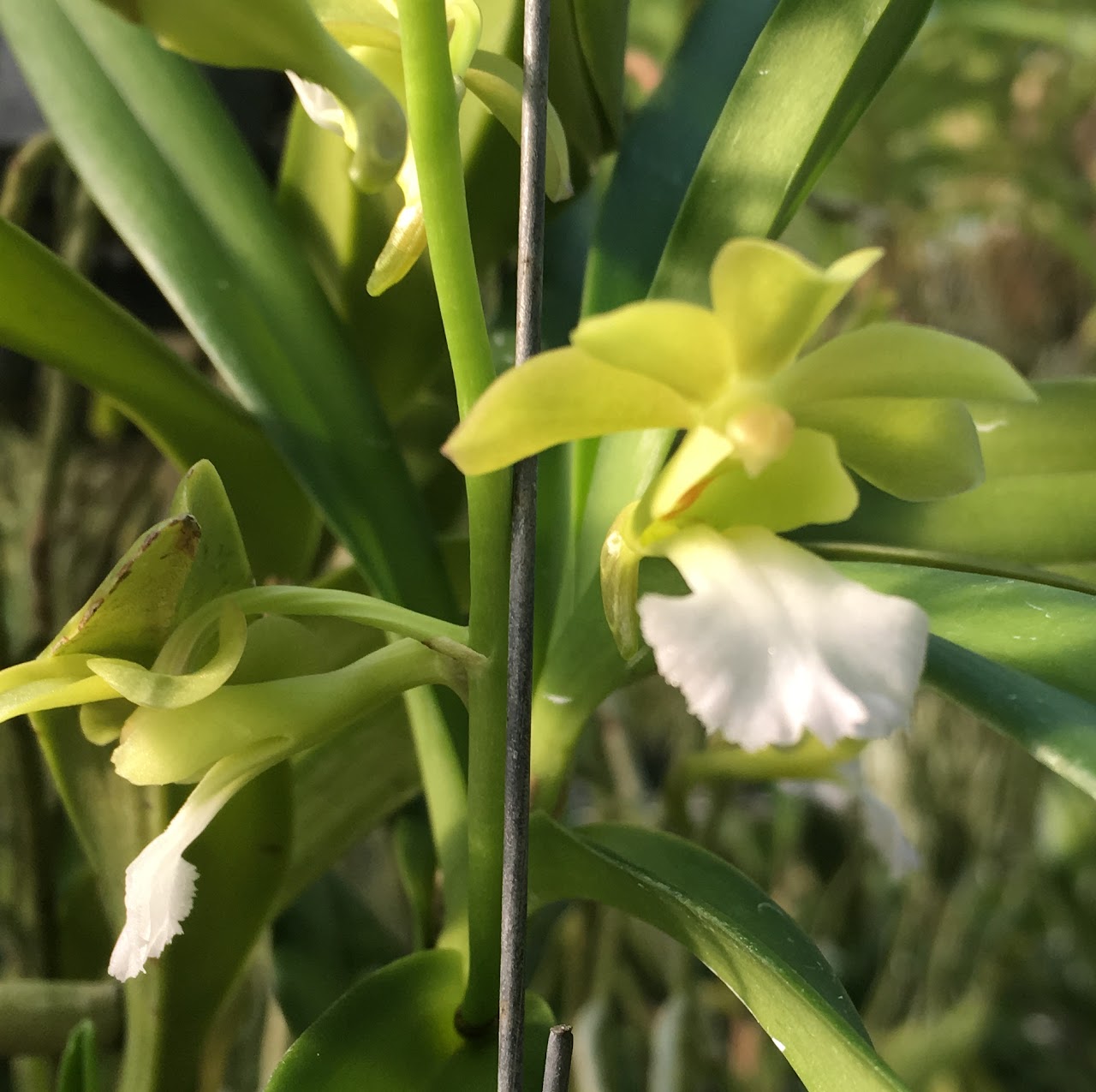 Vandachostylis Thai Noi x Christensonia vietnamica — Vanda, Natt's Orchids
