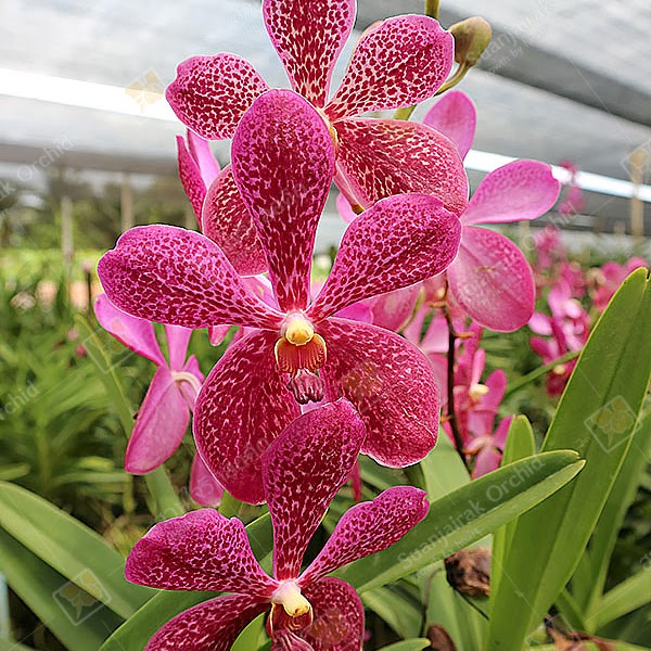 Aranda Jairak Heartthrob 'Garnet' — Vanda, Natt's Orchids