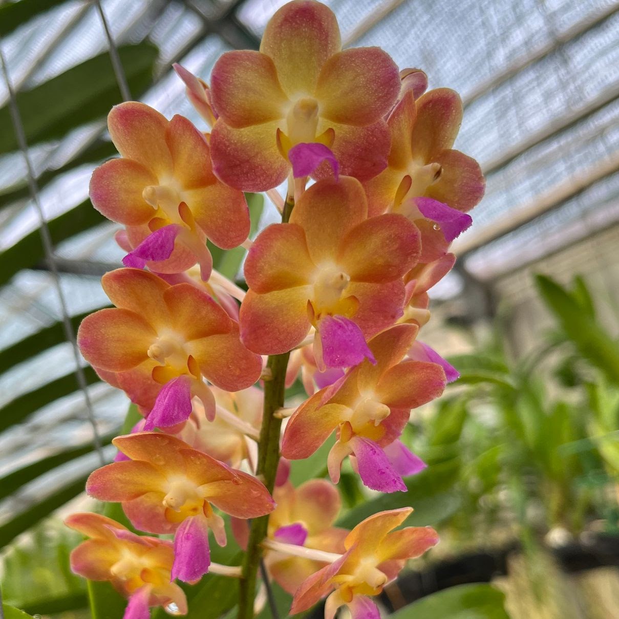 Perreiraara Varachayo (Perreiraara Bangkok Sunset x V Suksamran Sunshine) — Vanda, Natt's Orchids