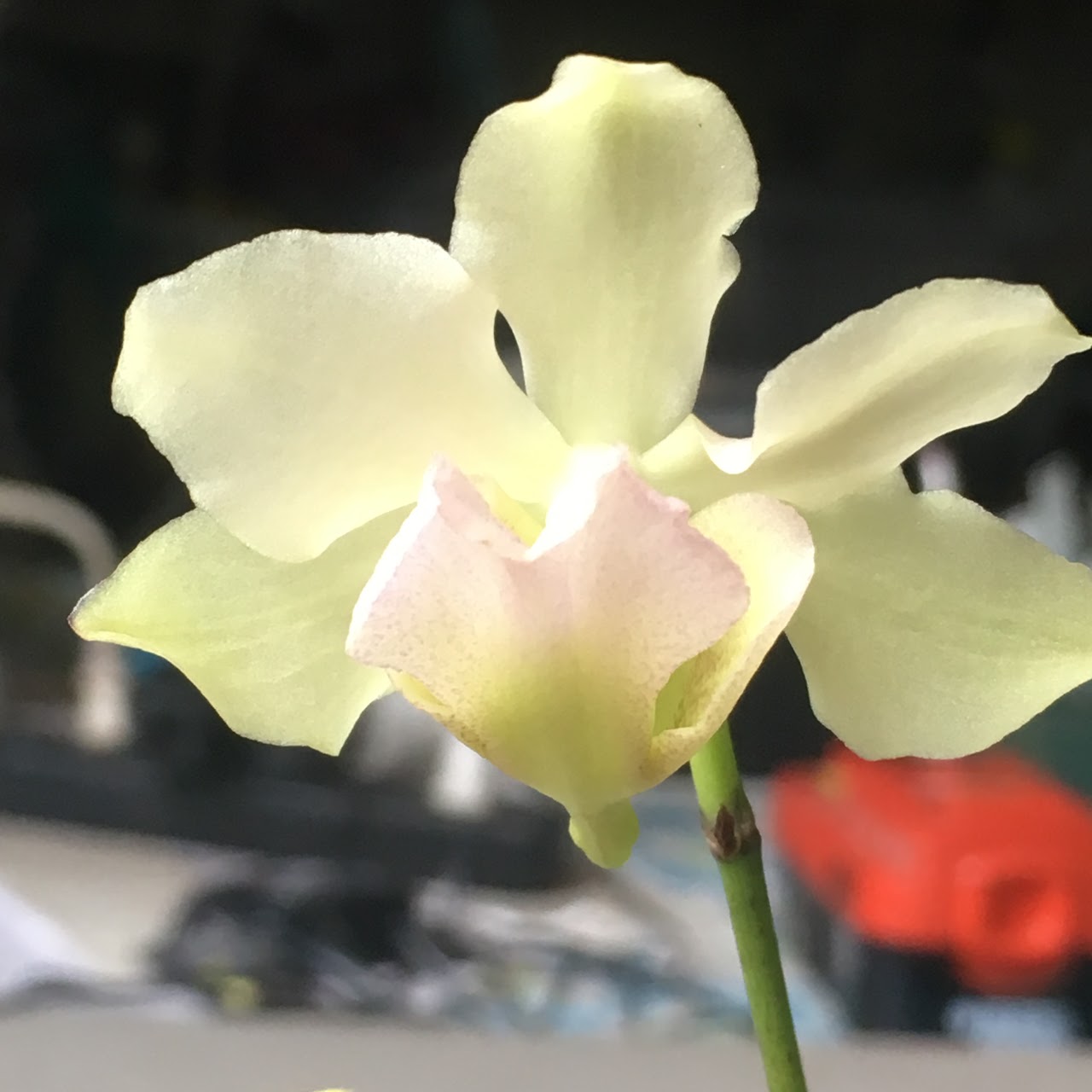 Papilionanda Joquim's Smile (Vvietnamica x Papilionanthe Miss Joaquim) — Vanda, Natt's Orchids