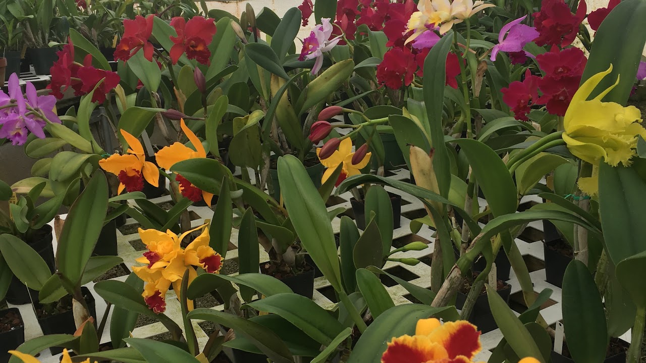 Cattleya — What's Blooming !!!, Natt's Orchids