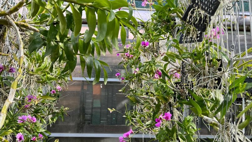 Dendrobium — What's Blooming !!!, Natt's Orchids