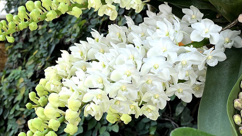 Rhynchostylis gigantea 'alba' — What's Blooming !!!, Natt's Orchids