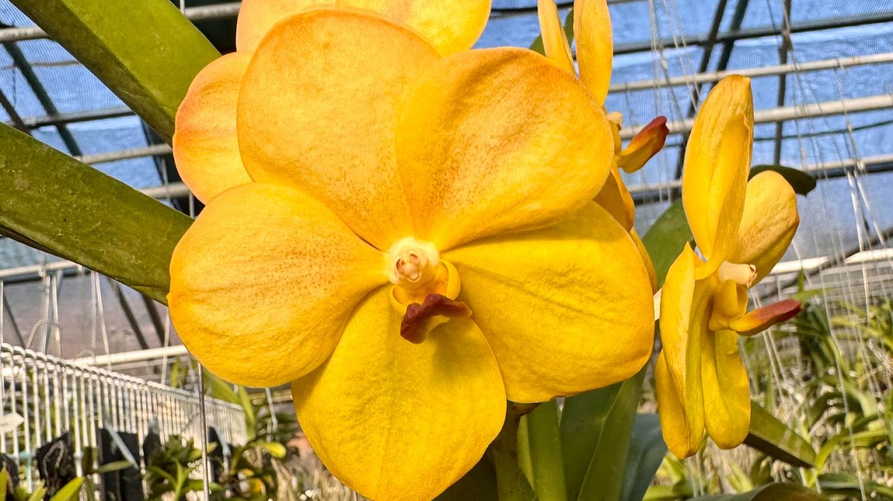 Vanda Yellow Butterfly — What's Blooming !!!, Natt's Orchids