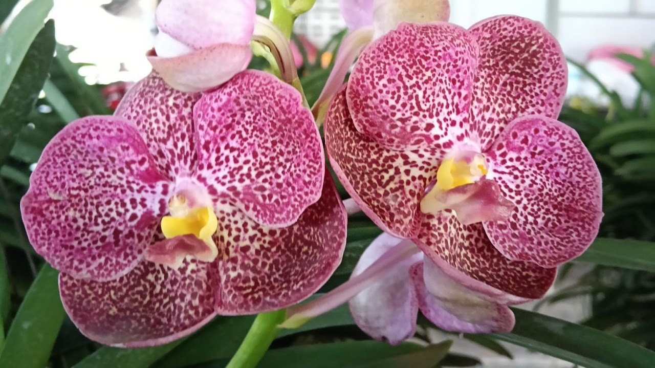 Vanda Kulwadee Fragrance # 626 — What's Blooming !!!, Natt's Orchids