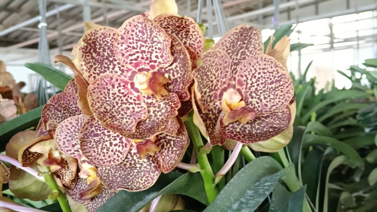 Vanda Kulwadee Fragrance # 708 — What's Blooming !!!, Natt's Orchids