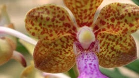 Vanda Henry Oakeley — What's Blooming !!!, Natt's Orchids