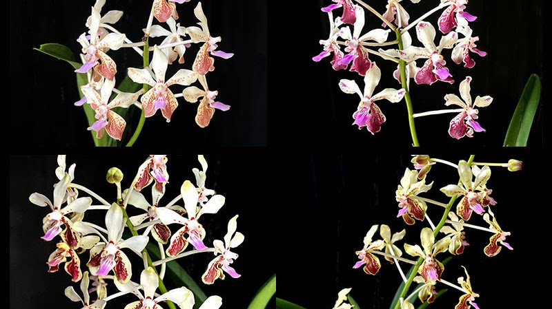 Vanda (lamellata x geraldinoi) — What's Blooming !!!, Natt's Orchids