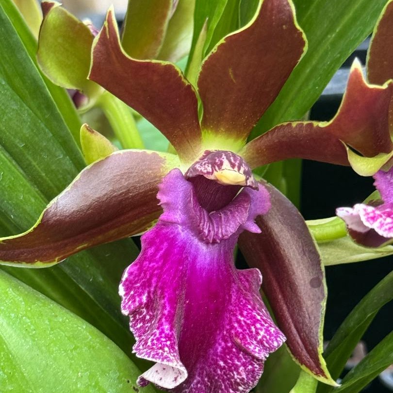Zygopetalum Debbie De Mello 'Honolulu Baby' (Imagination x Helen-Ku) — Zygopetalum, Natt's Orchids