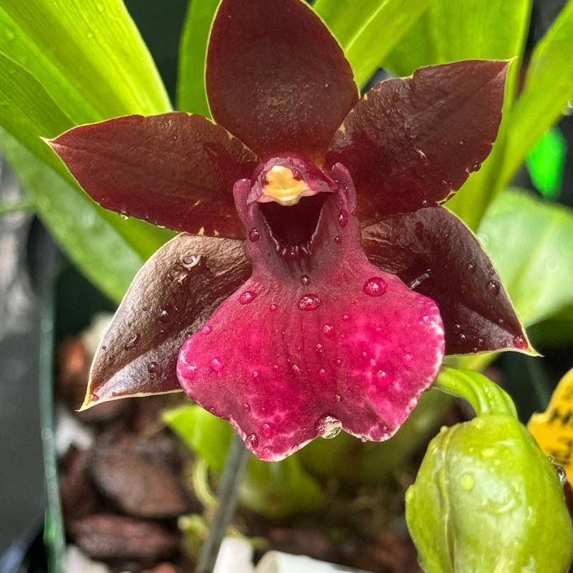 Propetalum La Jolla Delight ‘Hilo Orchid Farm’ AM (Promenaea stapelioides x Zygo Kiwi Dusk) — Zygopetalum, Natt's Orchids