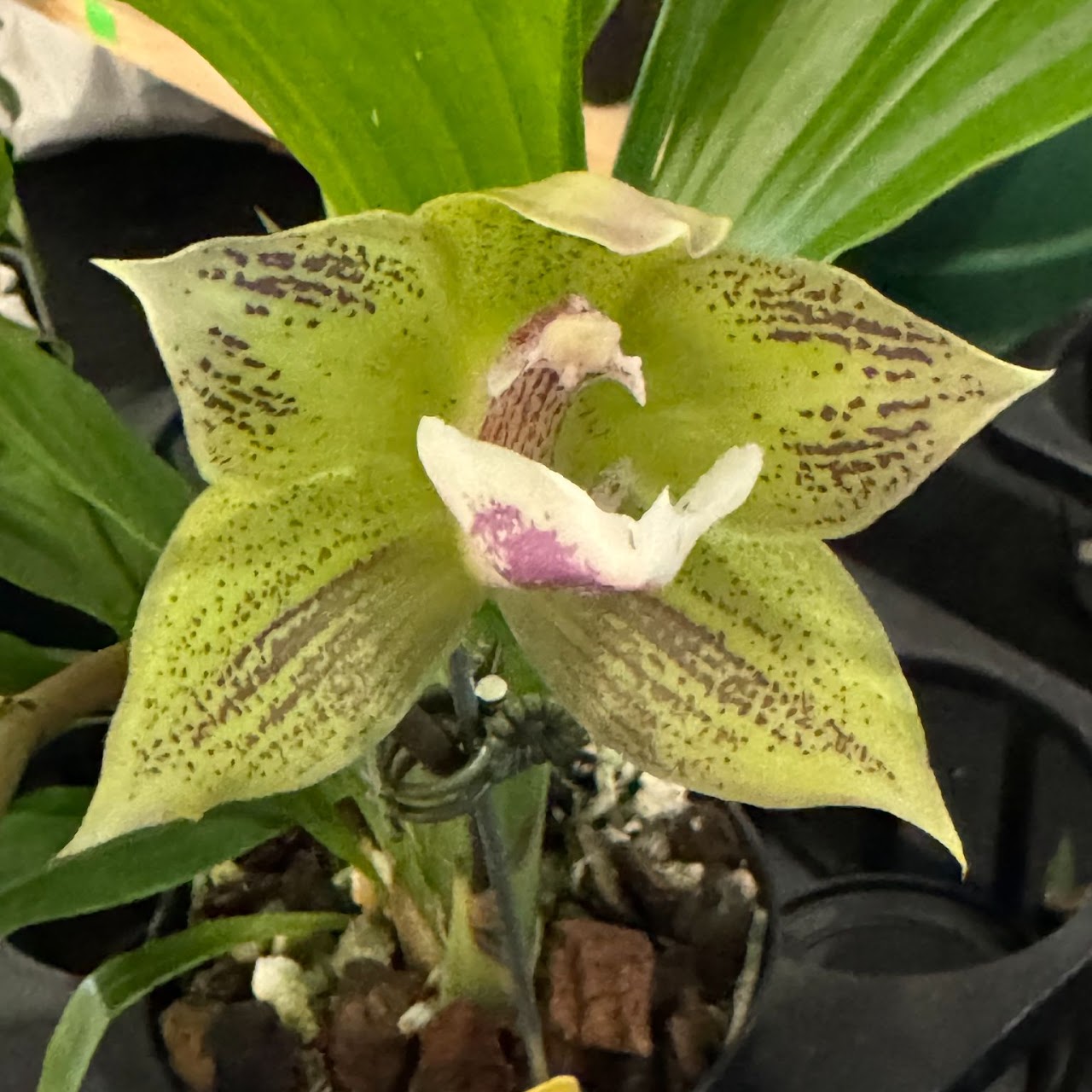 Ianclarkara Cheyenne Marie 'Medora' (Pabanisia Eva's Blue Amazon x Zygolum Louisendorf grex) — Zygopetalum, Natt's Orchids
