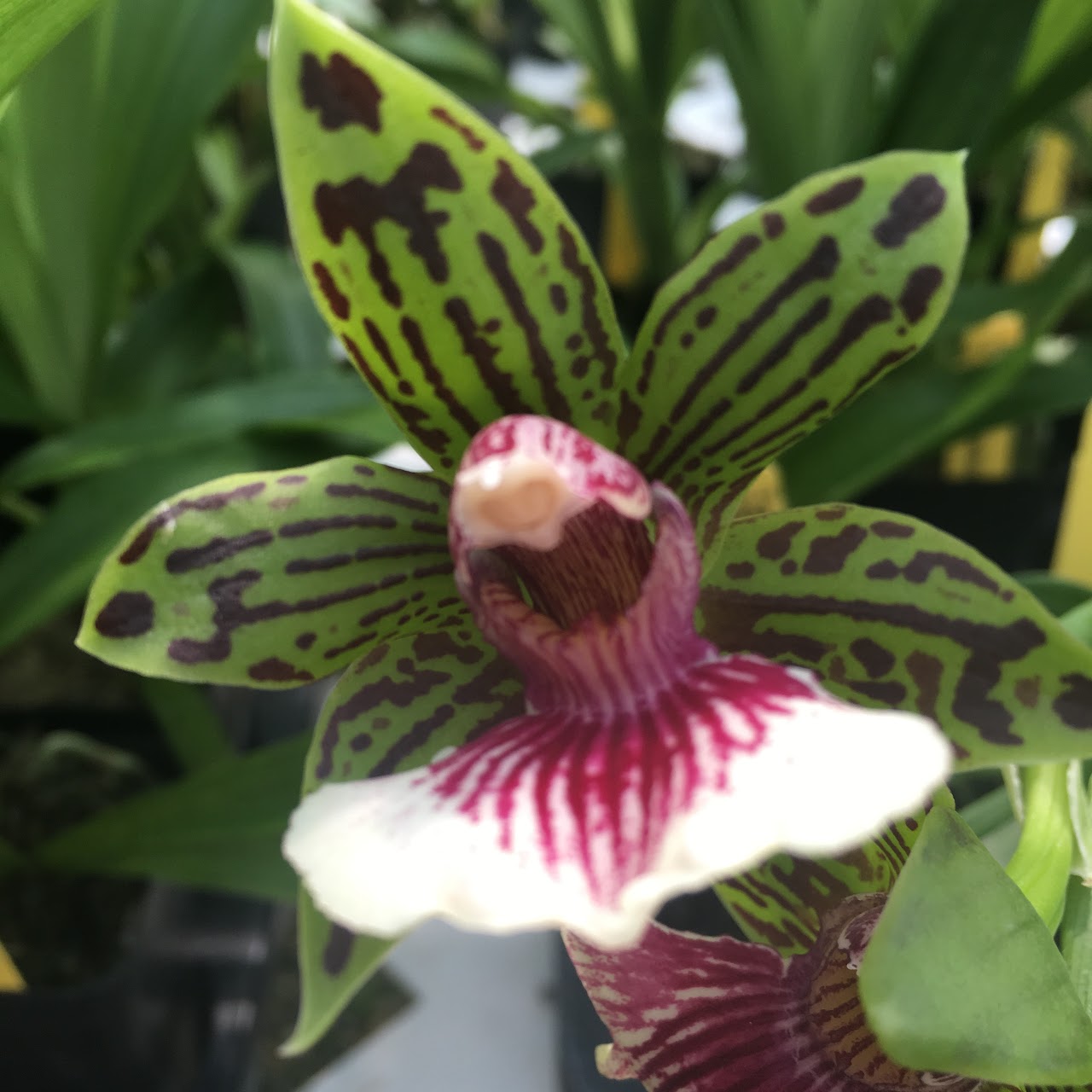 Galeopetalum Starburst 'Parkside' (Galeottia fimbriata x Zygo Jumpin Jack) — Zygopetalum, Natt's Orchids