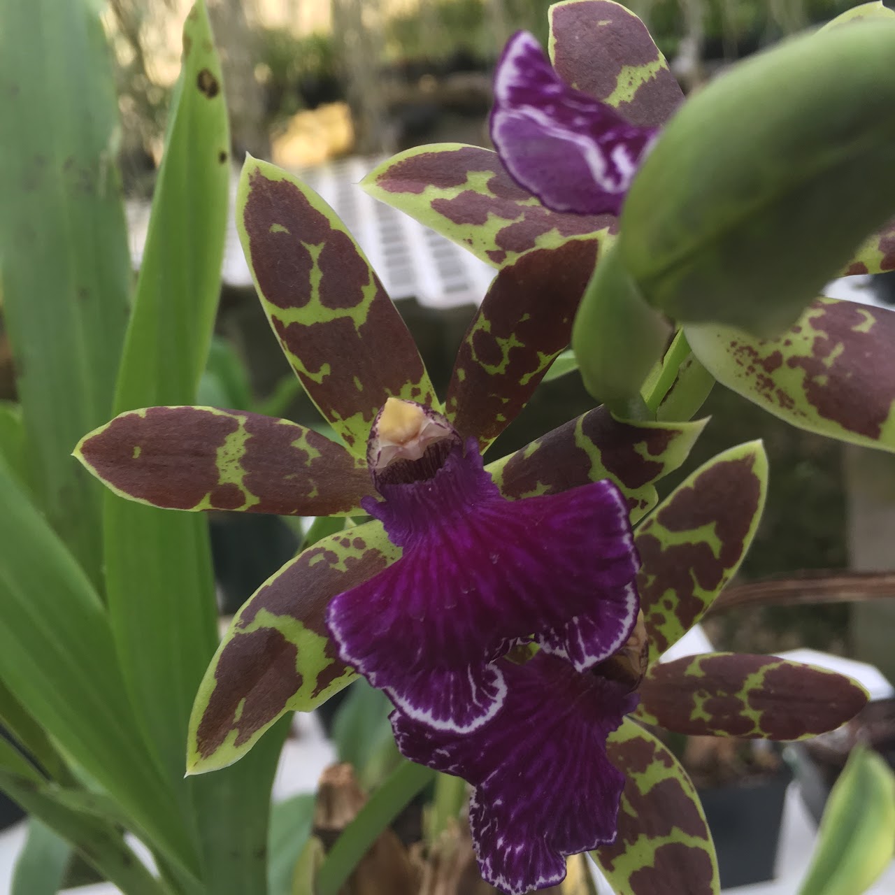 Zygopetalum Advance Australia (Titanic x Helen-Ku) — Zygopetalum, Natt's Orchids