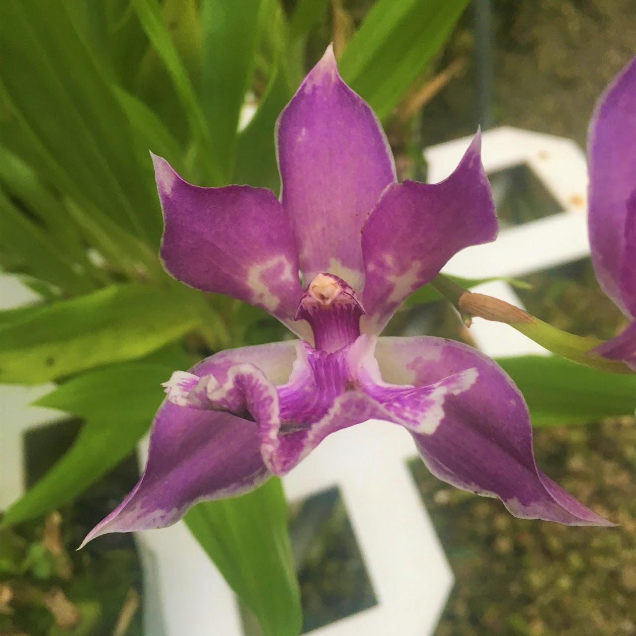 Zygonisia Murasakikomachi (Zygonisia Roquebrune x Aganisia cyanea) — Zygopetalum, Natt's Orchids