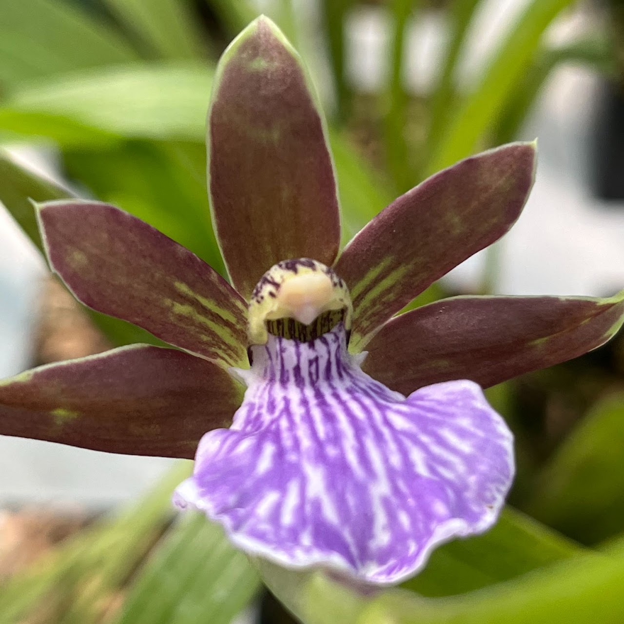 Zygotetalum triste — Zygopetalum, Natt's Orchids