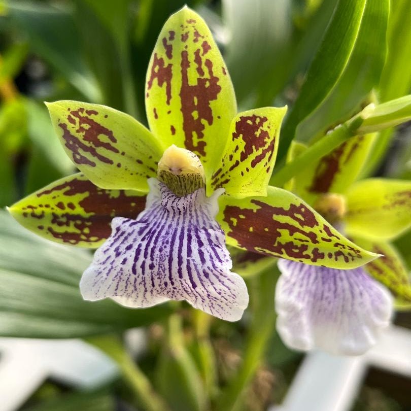 Zygoneria Sweet Jade (Zygoneria Pine Road x Zygo Artur Elle) — Zygopetalum, Natt's Orchids