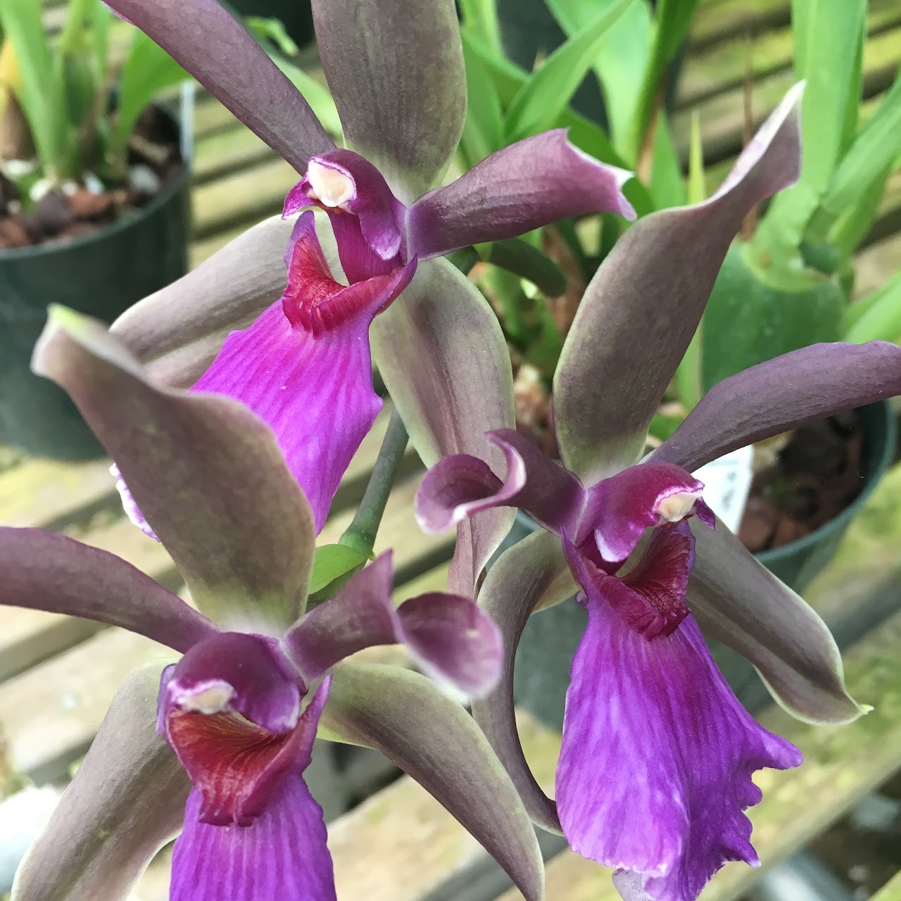 Zygosepescalum Zesty Kaila — Zygopetalum, Natt's Orchids