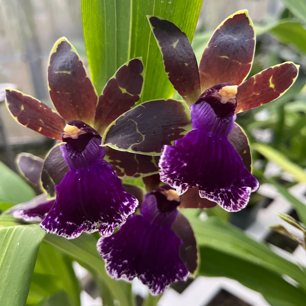 Zygopetalum Jumpin Jack (Skippy Ku x Artur Elle) — Zygopetalum, Natt's Orchids