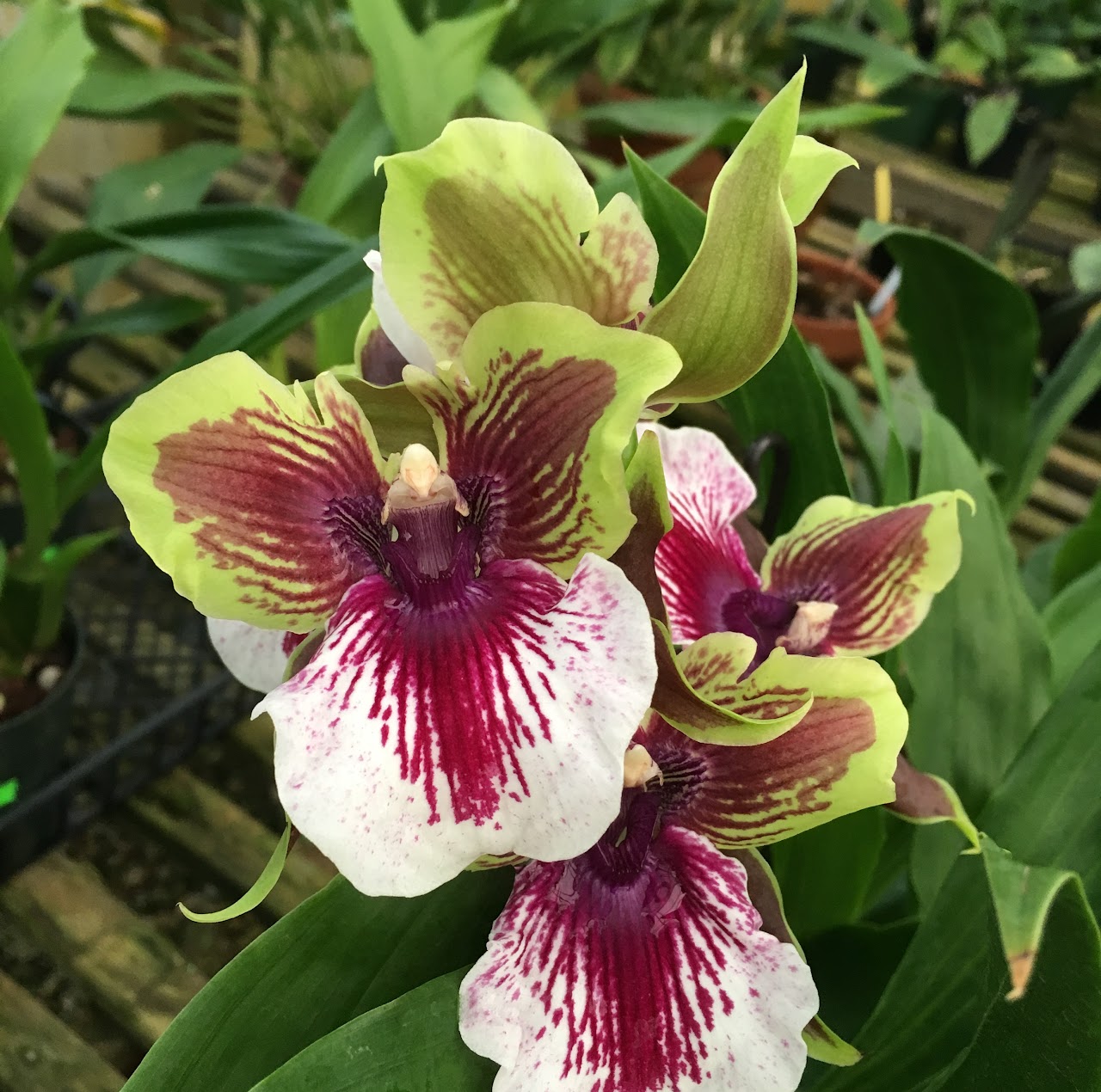 Zygolum Rhein Moonlight — Zygopetalum, Natt's Orchids